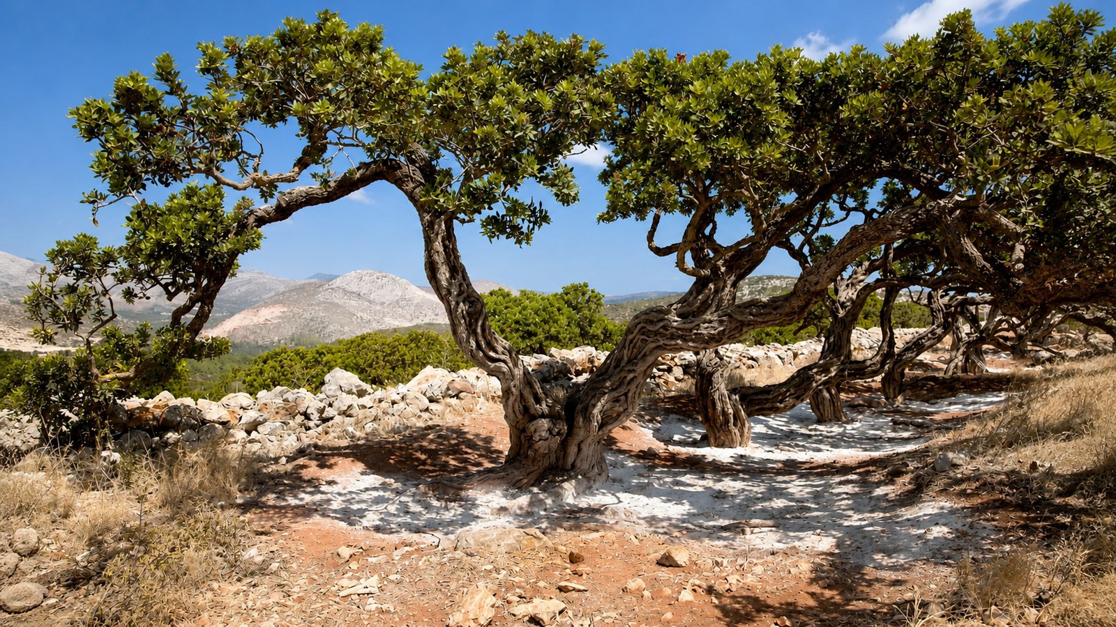 How Does Mastic Kill Bacteria and Protect the Body?